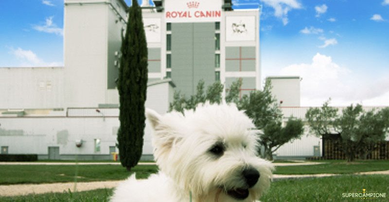 Royal Canin: vinci gratis un weekend a Montpellier