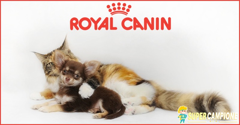 Vinci gratis una fornitura Royal Canin per un anno