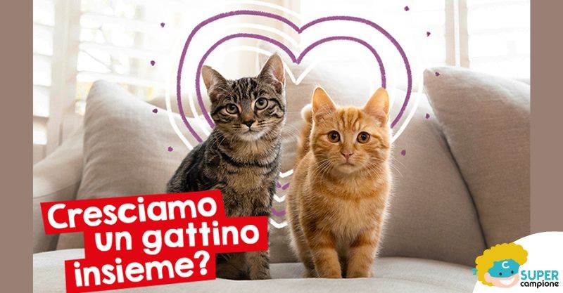 Purina: Ricevi gratis uno sconto e tanti consigli per il tuo gattino